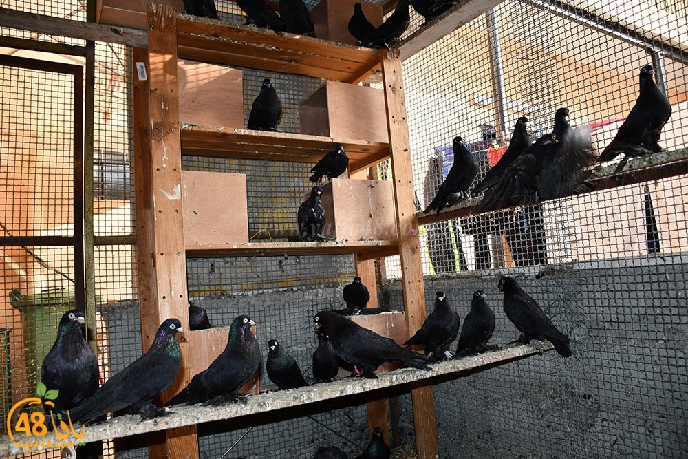 zohdi 3ashoor (77).jpeg